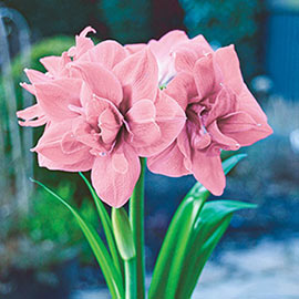 Find the Perfect Spring Bulbs for your Garden this Season Find the Perfect Spring Bulbs for your Garden this Season