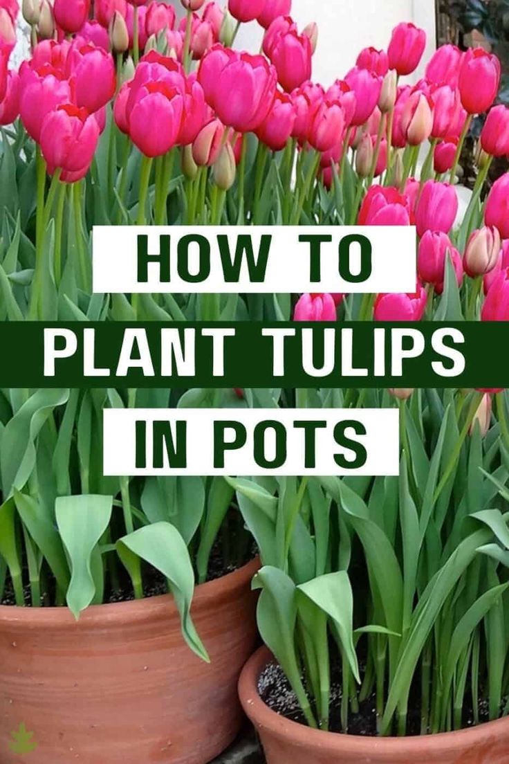 Gardening Guide: How to Successfully Plant Tulip Bulbs in Your Garden Gardening Guide: How to Successfully Plant Tulip Bulbs in Your Garden