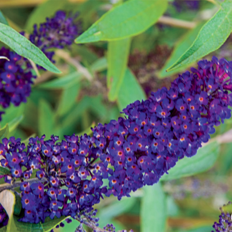 Unveiling the Beauty of the Black Knight Butterfly Bush: A Guide to Cultivating and Enjoying Its Delicate Blooms Unveiling the Beauty of the Black Knight Butterfly Bush: A Guide to Cultivating and Enjoying Its Delicate Blooms