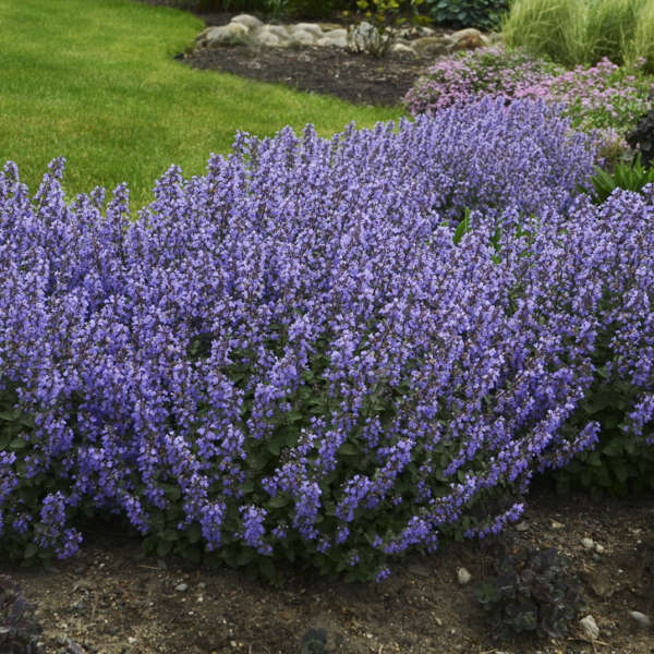 Creating a Beautiful Deer-Resistant Garden: Top Plant Choices for a Low-Maintenance Landscape Creating a Beautiful Deer-Resistant Garden: Top Plant Choices for a Low-Maintenance Landscape