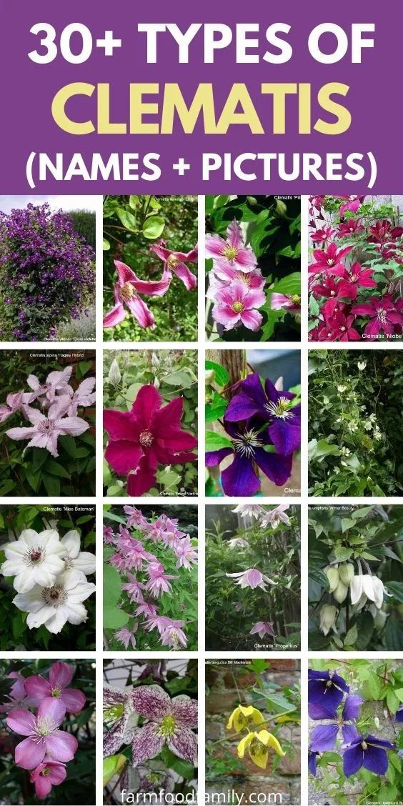 Exploring the Beautiful Diversity of Clematis Varieties: A Guide for Garden Enthusiasts Exploring the Beautiful Diversity of Clematis Varieties: A Guide for Garden Enthusiasts