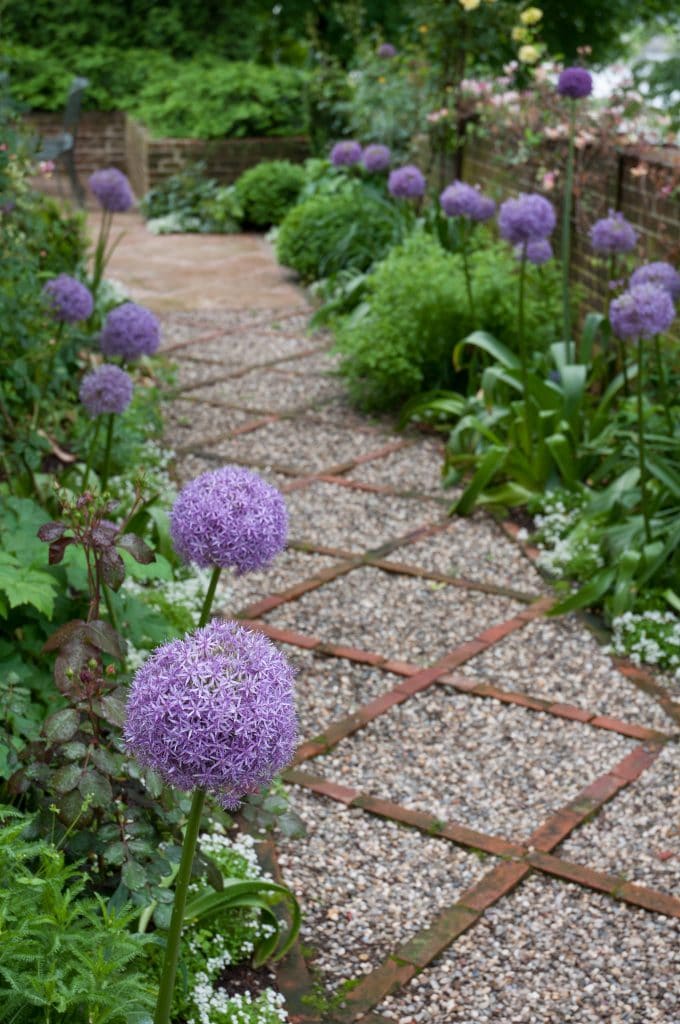 The Beauty of Globemaster Allium: A Guide to Its Majestic Blooms The Beauty of Globemaster Allium: A Guide to Its Majestic Blooms