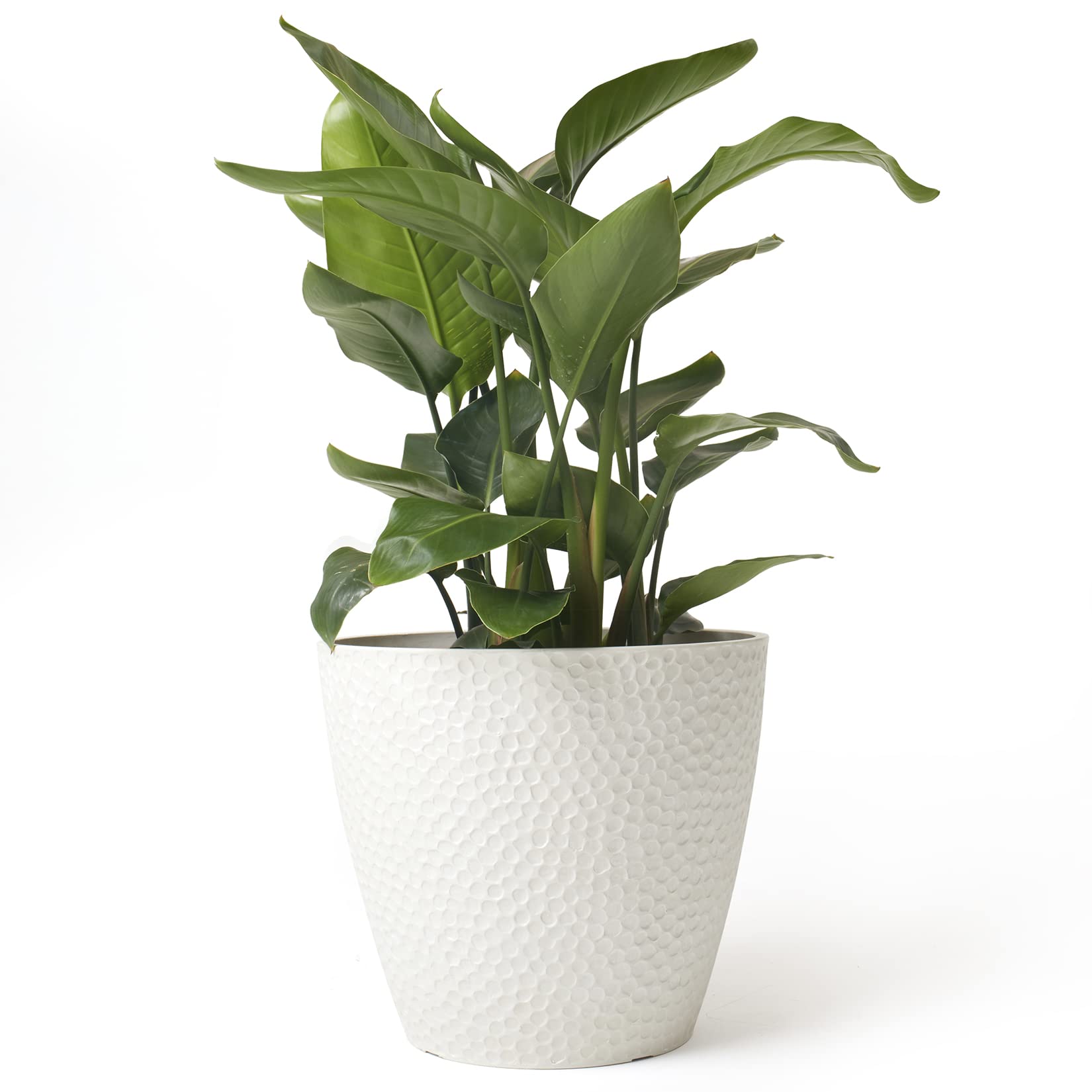 The Perfect Statement: Enhance Your Space with Large Indoor Plant Pots The Perfect Statement: Enhance Your Space with Large Indoor Plant Pots