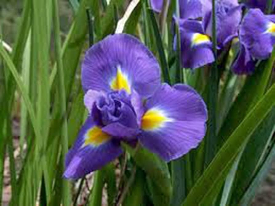 Iris Bulbs: A Comprehensive Guide to Cultivating and Caring for These Beautiful Flowers Iris Bulbs: A Comprehensive Guide to Cultivating and Caring for These Beautiful Flowers