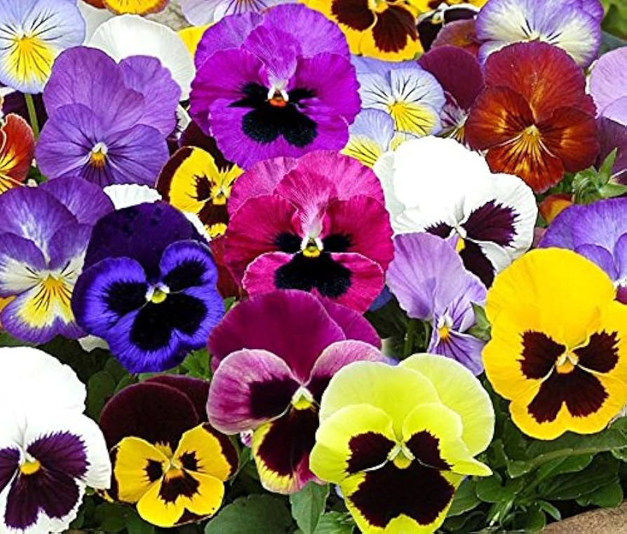 Growing Pansy Seeds: A Comprehensive Guide to Cultivating Vibrant Blooms Growing Pansy Seeds: A Comprehensive Guide to Cultivating Vibrant Blooms