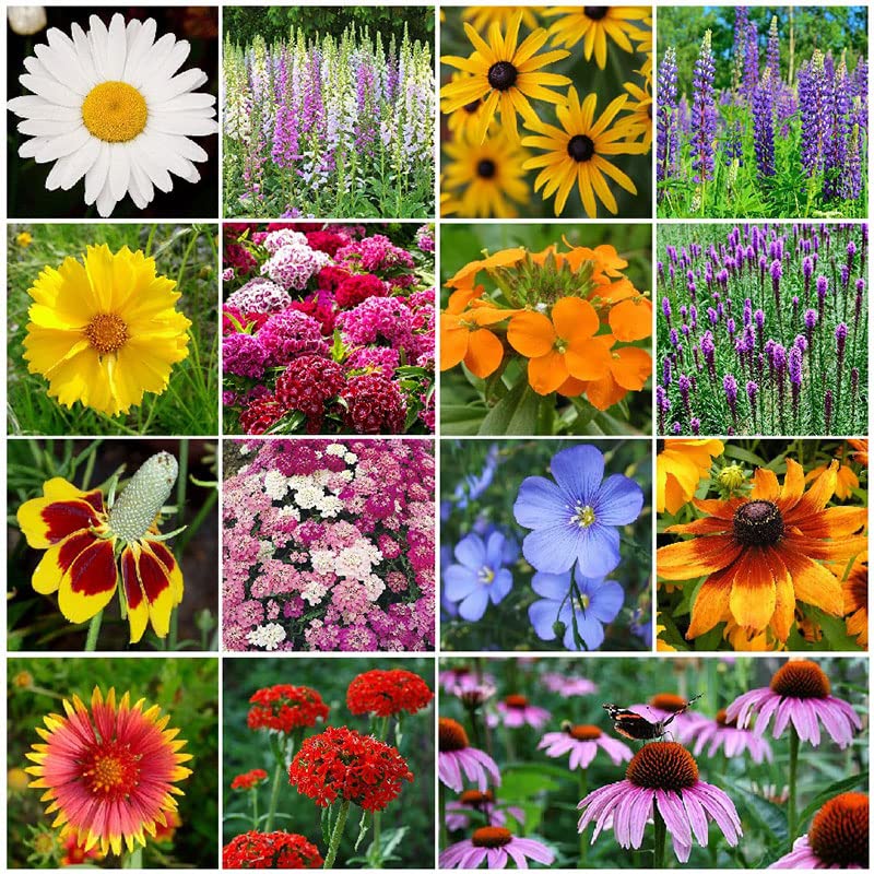 A Guide to Growing Beautiful Perennial Wildflowers from Seeds: Tips, Techniques, and Inspiration A Guide to Growing Beautiful Perennial Wildflowers from Seeds: Tips, Techniques, and Inspiration