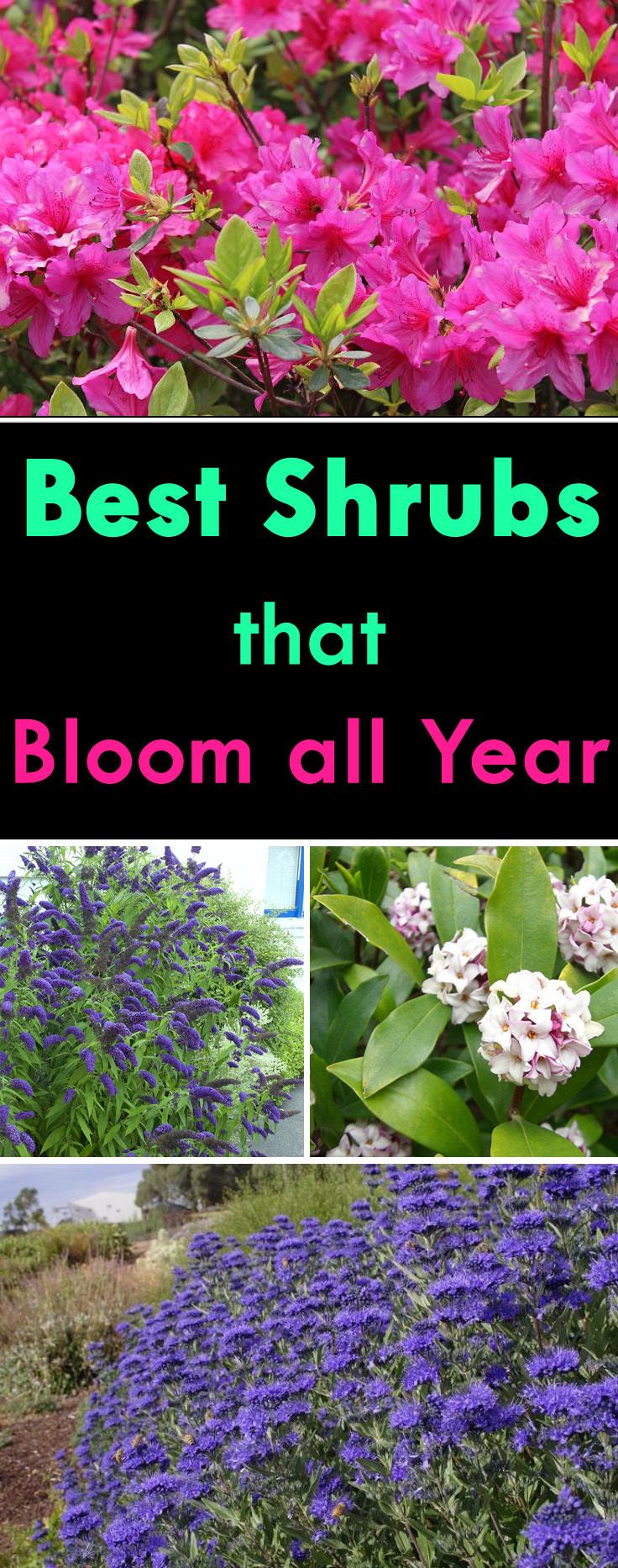 The Beauty of Year-Round Plants: A Guide to a Continuous Blooming Garden The Beauty of Year-Round Plants: A Guide to a Continuous Blooming Garden