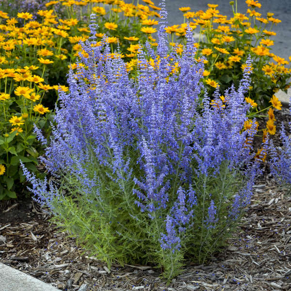 Drought-Tolerant Plants: A Guide to Thriving Gardens with Low Water Needs Drought-Tolerant Plants: A Guide to Thriving Gardens with Low Water Needs