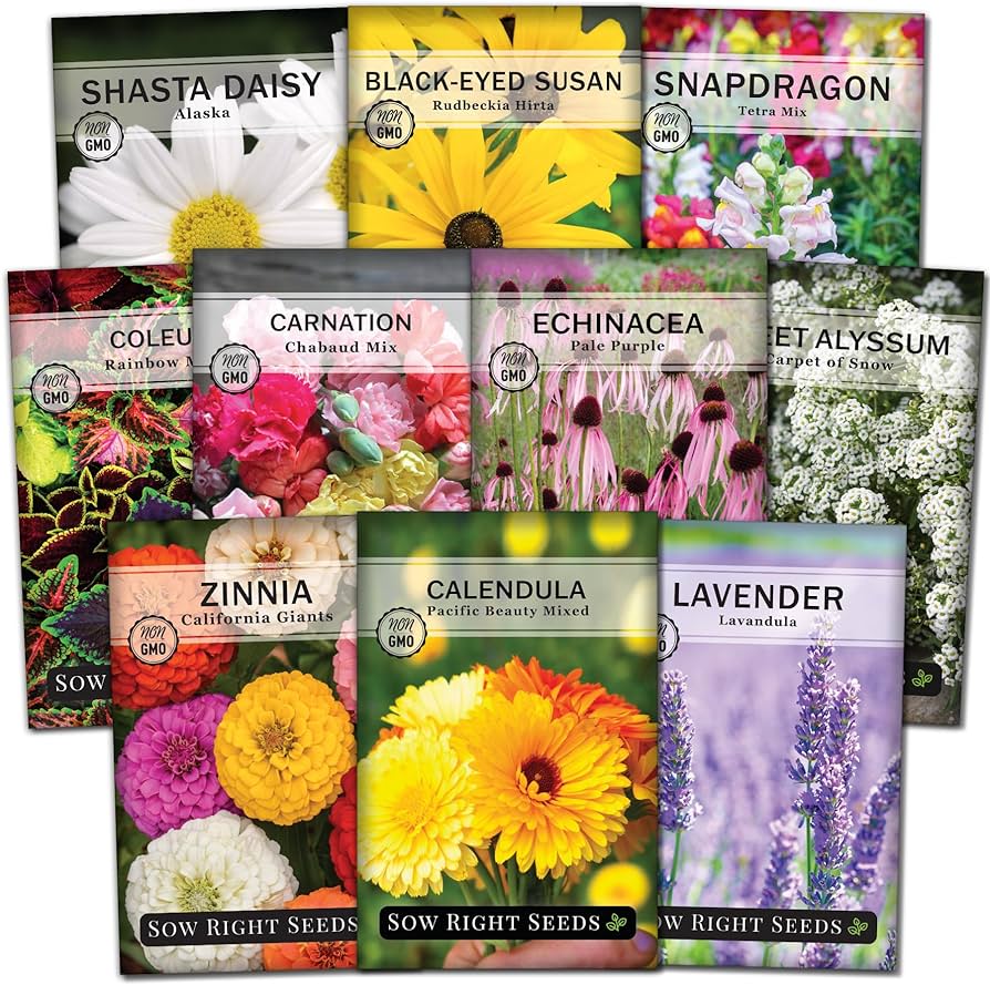 Find high-quality flower seeds for sale to enhance your garden’s beauty Find high-quality flower seeds for sale to enhance your garden's beauty