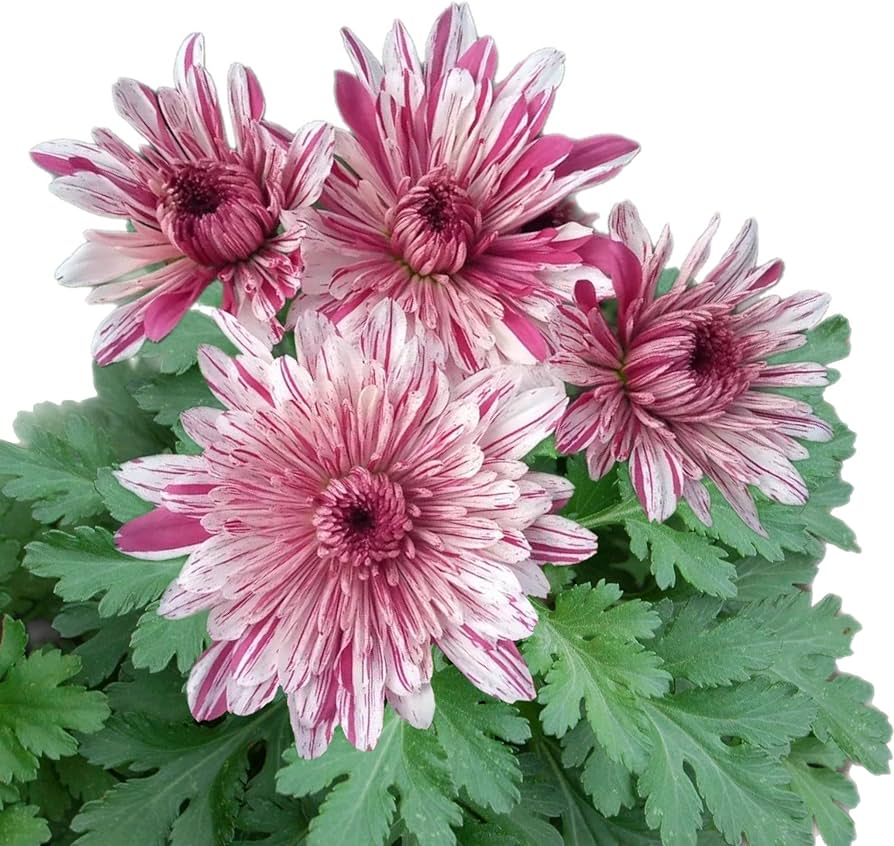 The Beauty of Chrysanthemum Seeds: A Guide to Cultivating Exquisite Blooms The Beauty of Chrysanthemum Seeds: A Guide to Cultivating Exquisite Blooms