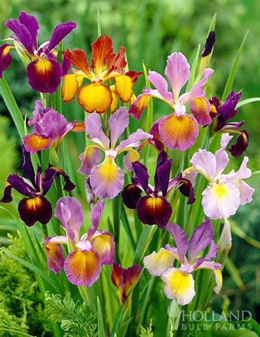Fragrant and Colorful Iris Bulbs for Sale: Enhance Your Garden with Nature’s Beauty Fragrant and Colorful Iris Bulbs for Sale: Enhance Your Garden with Nature's Beauty