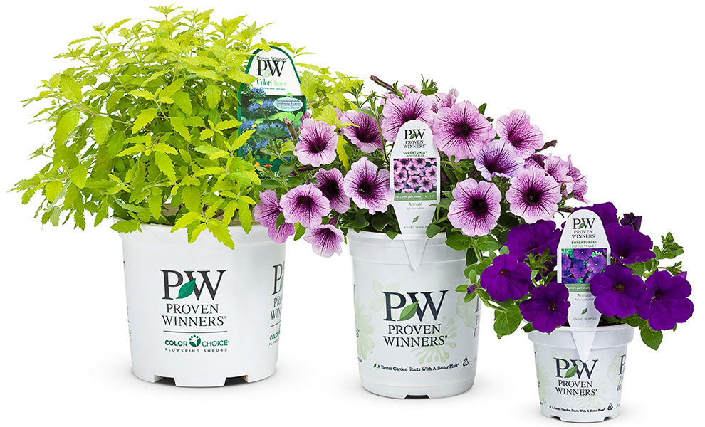 The Perfect Plants: A Guide to Proven Winners for a Flourishing Garden The Perfect Plants: A Guide to Proven Winners for a Flourishing Garden