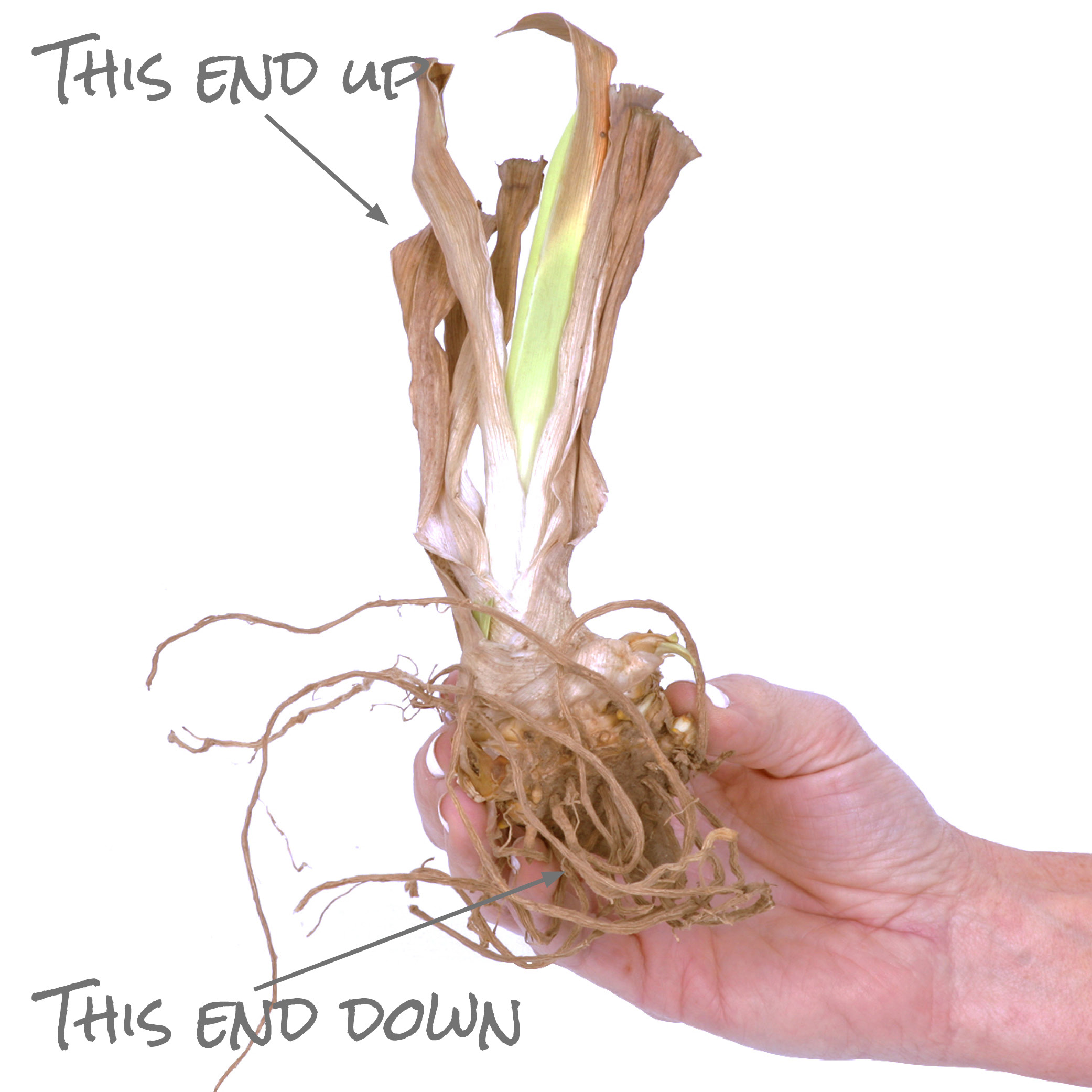 The Beauty of Bearded Iris Bulbs: A Guide for Garden Enthusiasts The Beauty of Bearded Iris Bulbs: A Guide for Garden Enthusiasts