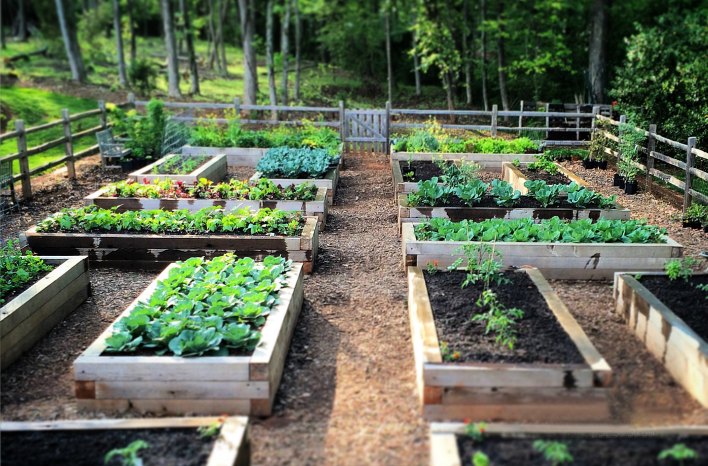 The Benefits of Raised Garden Beds for a Beautiful and Bountiful Harvest The Benefits of Raised Garden Beds for a Beautiful and Bountiful Harvest