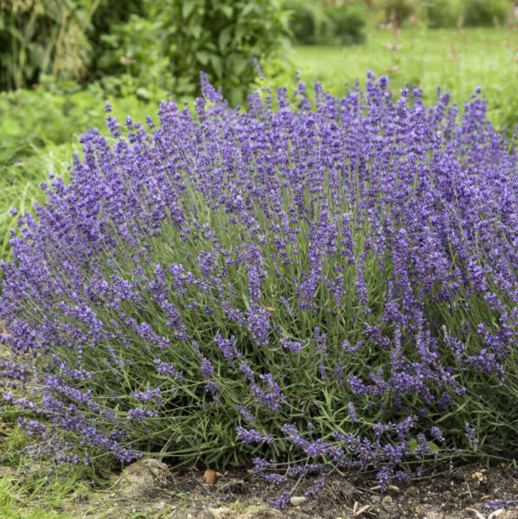 The Aromatic Beauty of Lavender Bush: A Complete Guide to Cultivating and Enjoying this Fragrant Herb The Aromatic Beauty of Lavender Bush: A Complete Guide to Cultivating and Enjoying this Fragrant Herb