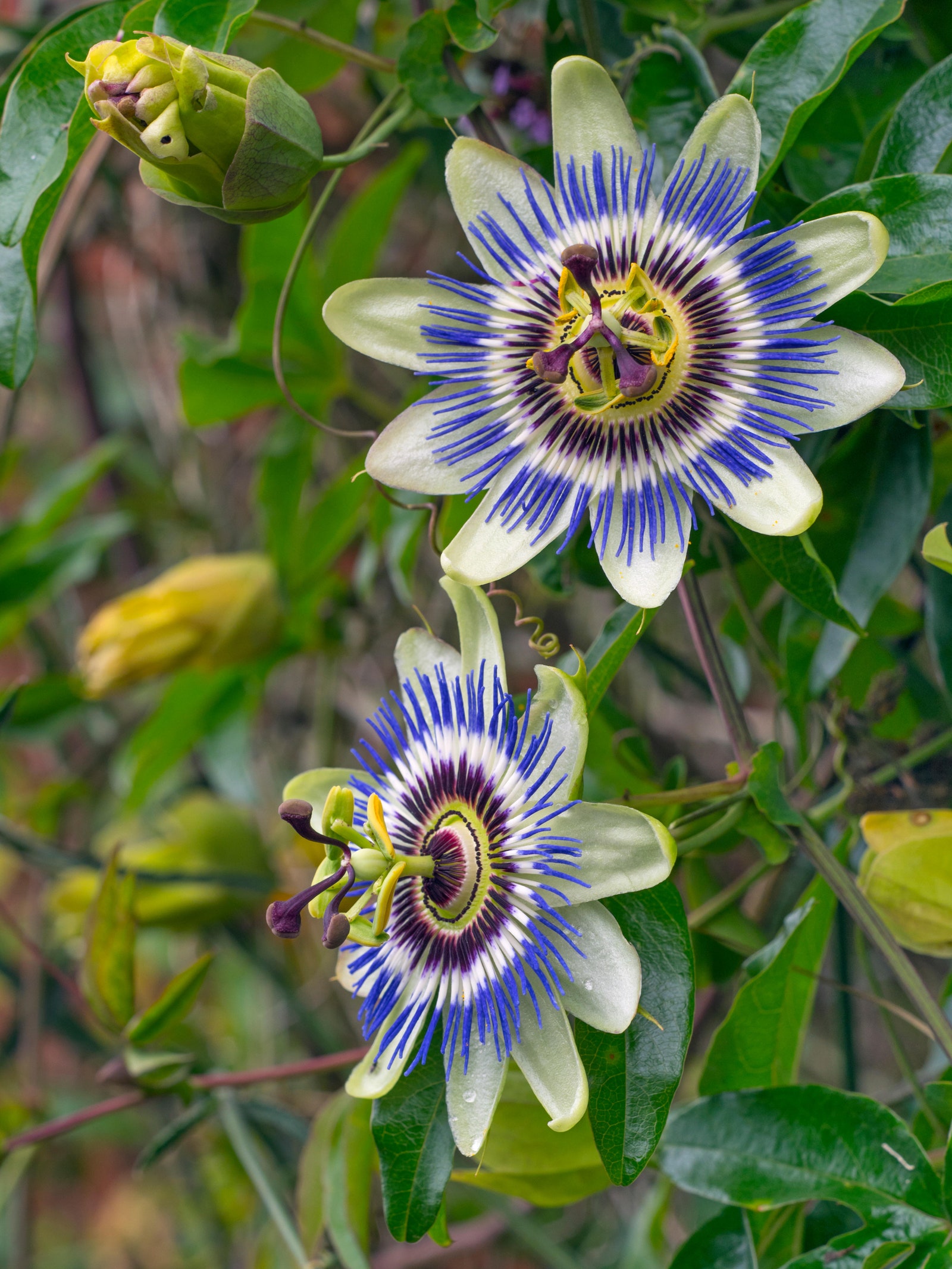 The Marvelous World of Passion Flower Vine: Exploring its Beauty and Benefits The Marvelous World of Passion Flower Vine: Exploring its Beauty and Benefits