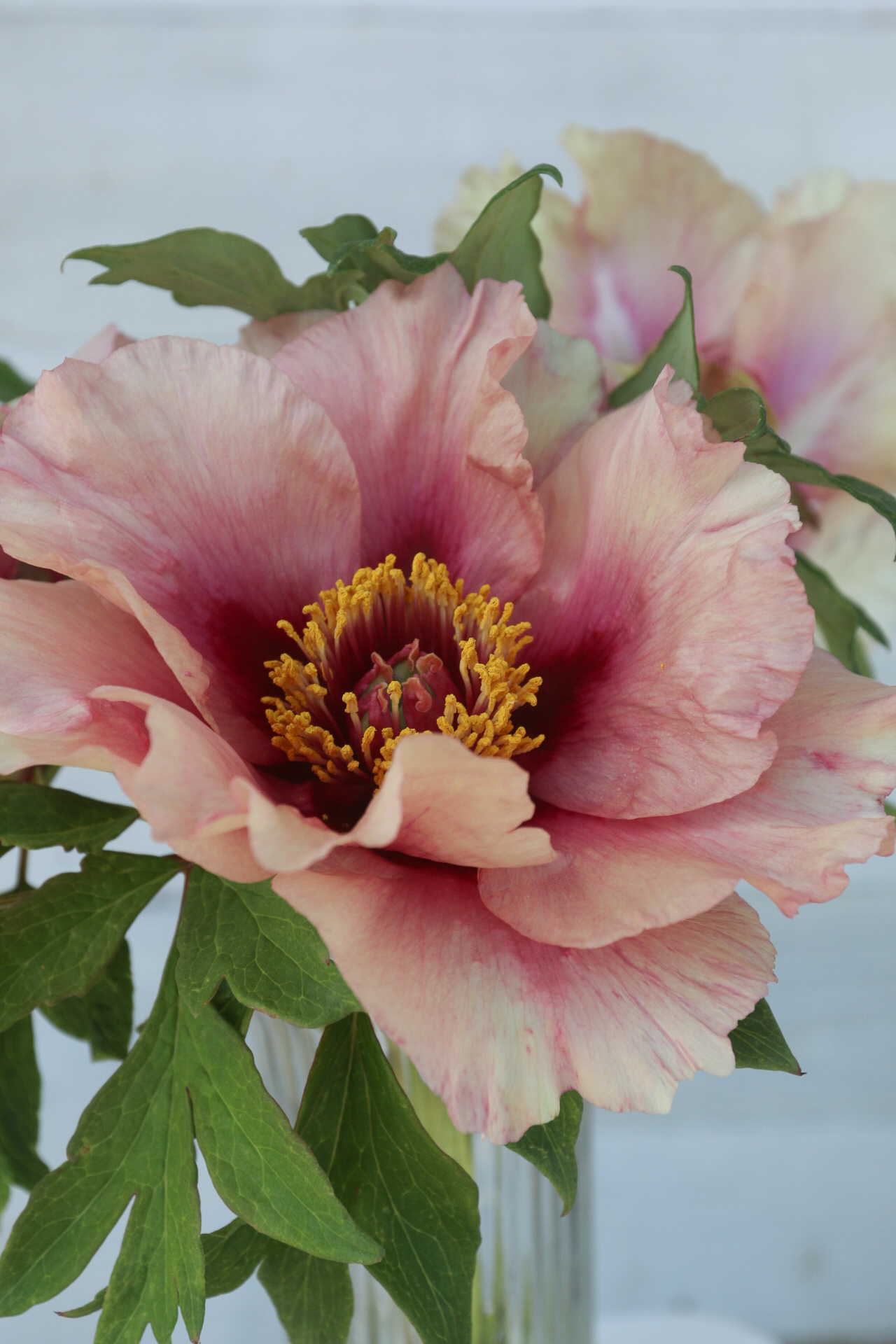 Exploring the Beauty of Tree Peonies: A Guide to Finding the Perfect Tree Peony for Sale Exploring the Beauty of Tree Peonies: A Guide to Finding the Perfect Tree Peony for Sale