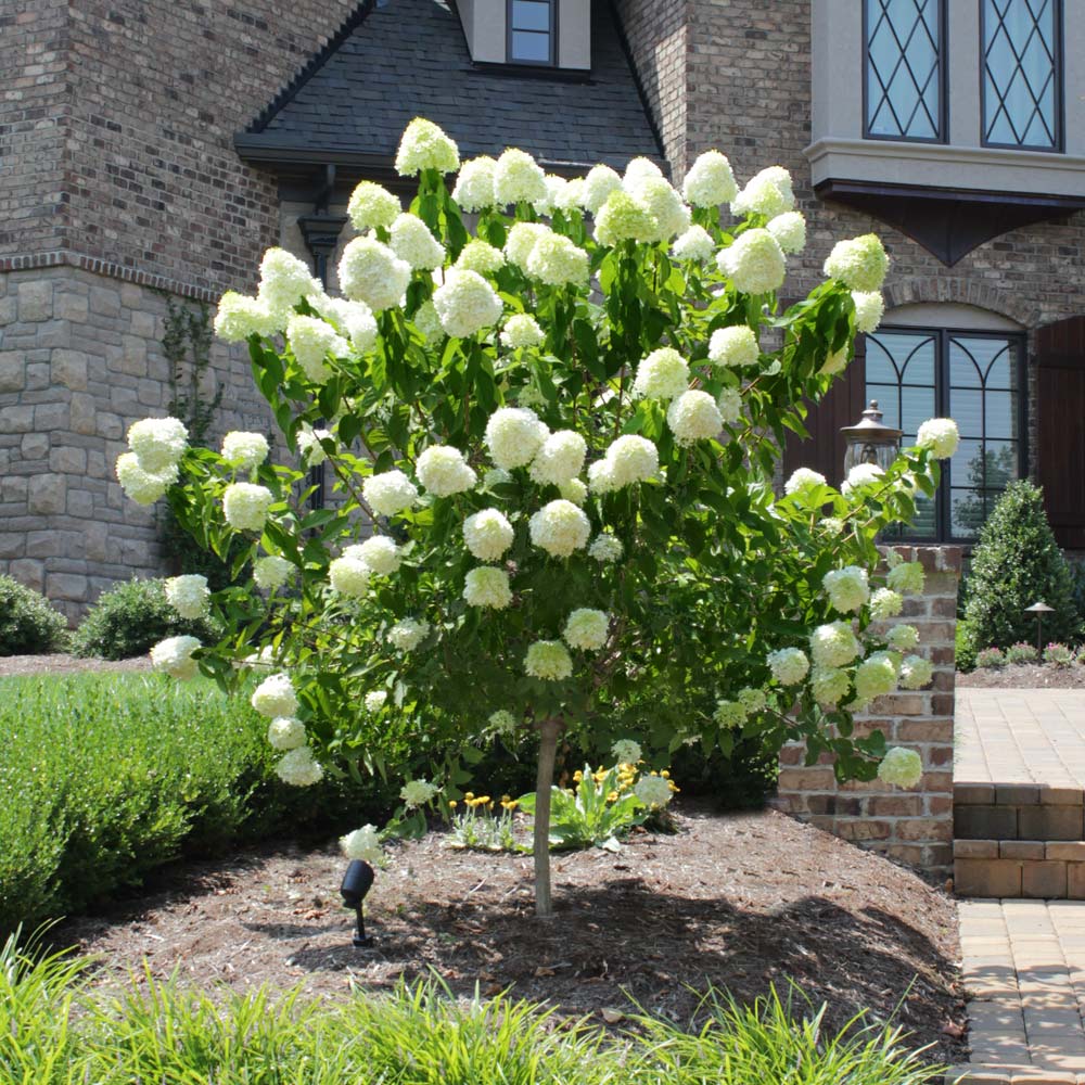 The Blooming Beauty of Limelight Hydrangea Tree: A Guide to Growing and Admiring its Gorgeous Flowers The Blooming Beauty of Limelight Hydrangea Tree: A Guide to Growing and Admiring its Gorgeous Flowers