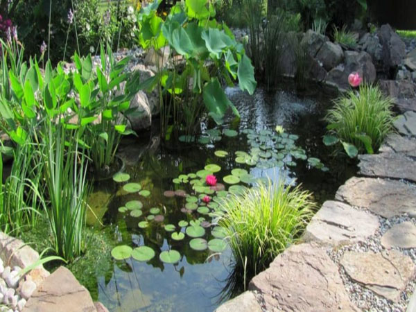 Your Pond with Beautiful and Diverse Plant Selections for Sale Your Pond with Beautiful and Diverse Plant Selections for Sale