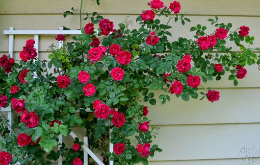 Unveiling the Beauty of Climbing Roses: A Guide to Cultivating and Enjoying These Enchanting Blooms Unveiling the Beauty of Climbing Roses: A Guide to Cultivating and Enjoying These Enchanting Blooms