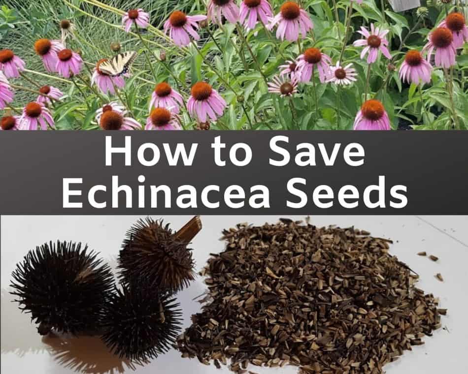 The Benefits and Growing Guide for Echinacea Seeds: Your Garden with Natural Wellness The Benefits and Growing Guide for Echinacea Seeds: Your Garden with Natural Wellness