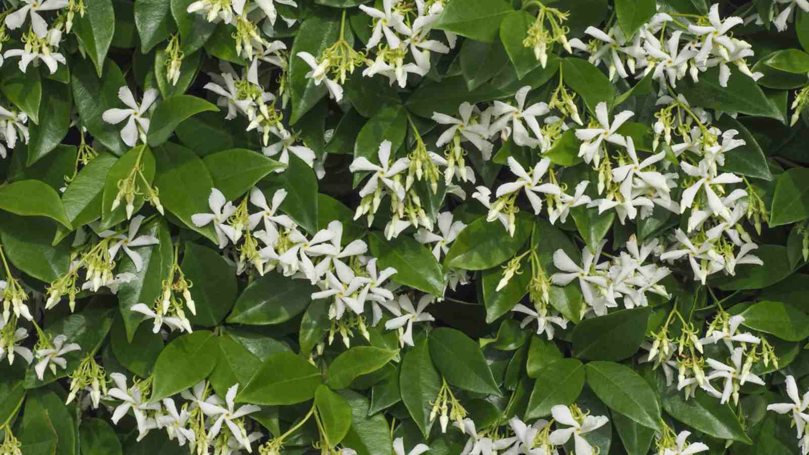 The Aromatic Beauty: Exploring the Enchanting Star Jasmine Plant The Aromatic Beauty: Exploring the Enchanting Star Jasmine Plant