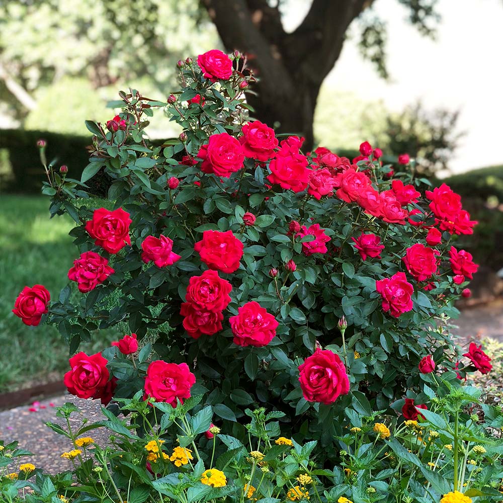 The Beauty of Rose Bushes: our Exquisite Collection for Sale The Beauty of Rose Bushes: our Exquisite Collection for Sale