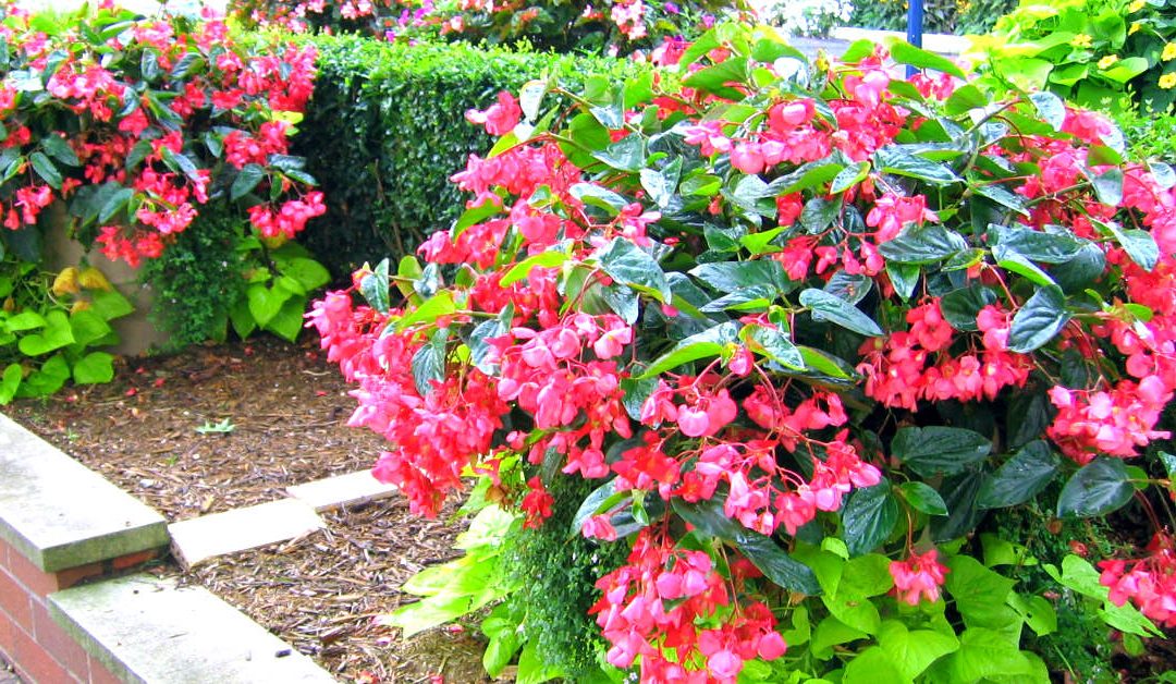 A Complete Guide to Growing Trailing Begonias: Tips and Techniques A Complete Guide to Growing Trailing Begonias: Tips and Techniques