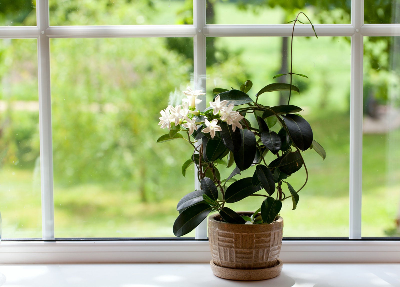 Creating a Lush Indoor Oasis with Fragrant Jasmine Plants Creating a Lush Indoor Oasis with Fragrant Jasmine Plants
