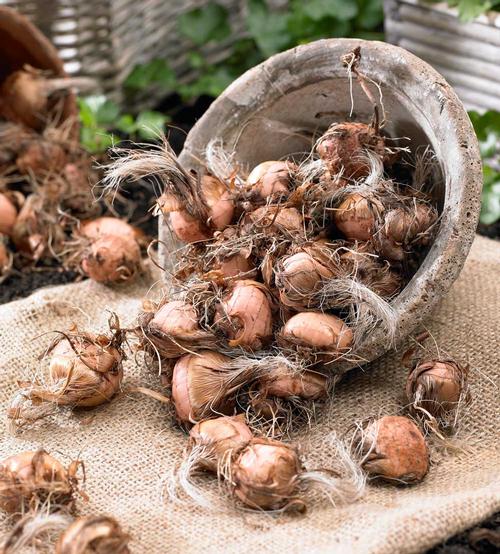The Beauty of Crocosmia Bulbs: A Guide to Growing and Enjoying these Vibrant Summer Flowers The Beauty of Crocosmia Bulbs: A Guide to Growing and Enjoying these Vibrant Summer Flowers