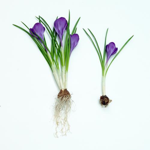 The Enchanting Beauty of Crocus Plants: A Complete Guide to Growing and Caring for These Gorgeous Flowers The Enchanting Beauty of Crocus Plants: A Complete Guide to Growing and Caring for These Gorgeous Flowers