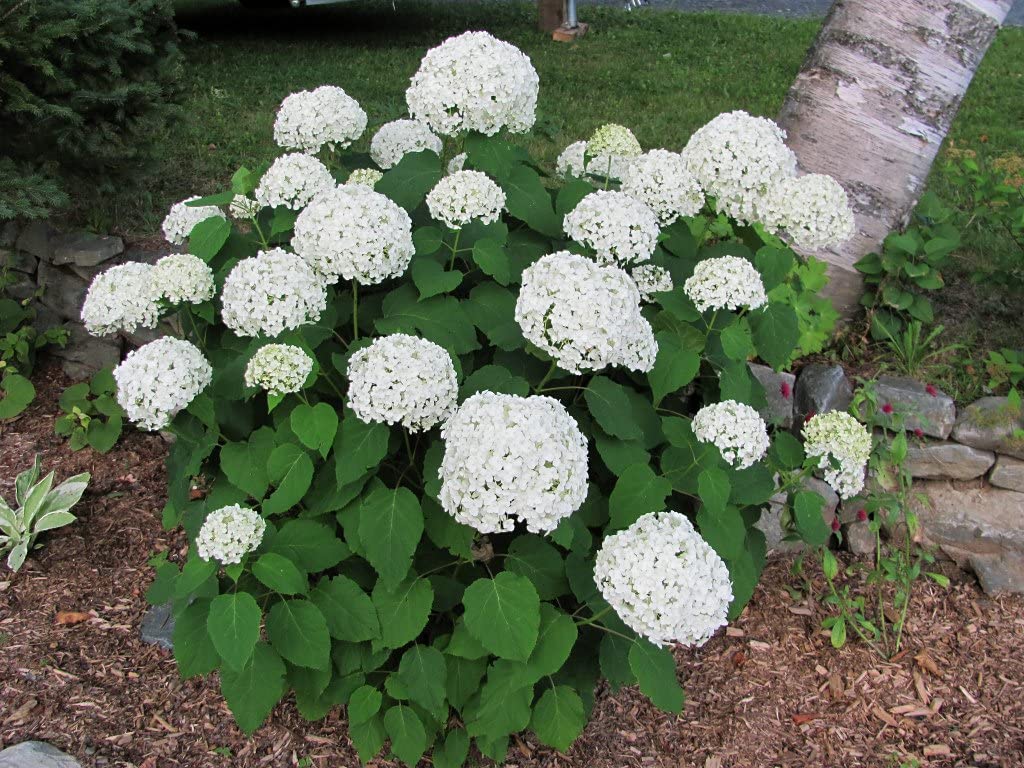 Enhancing Your Garden: Exploring the Beauty of the Annabelle Hydrangea Enhancing Your Garden: Exploring the Beauty of the Annabelle Hydrangea