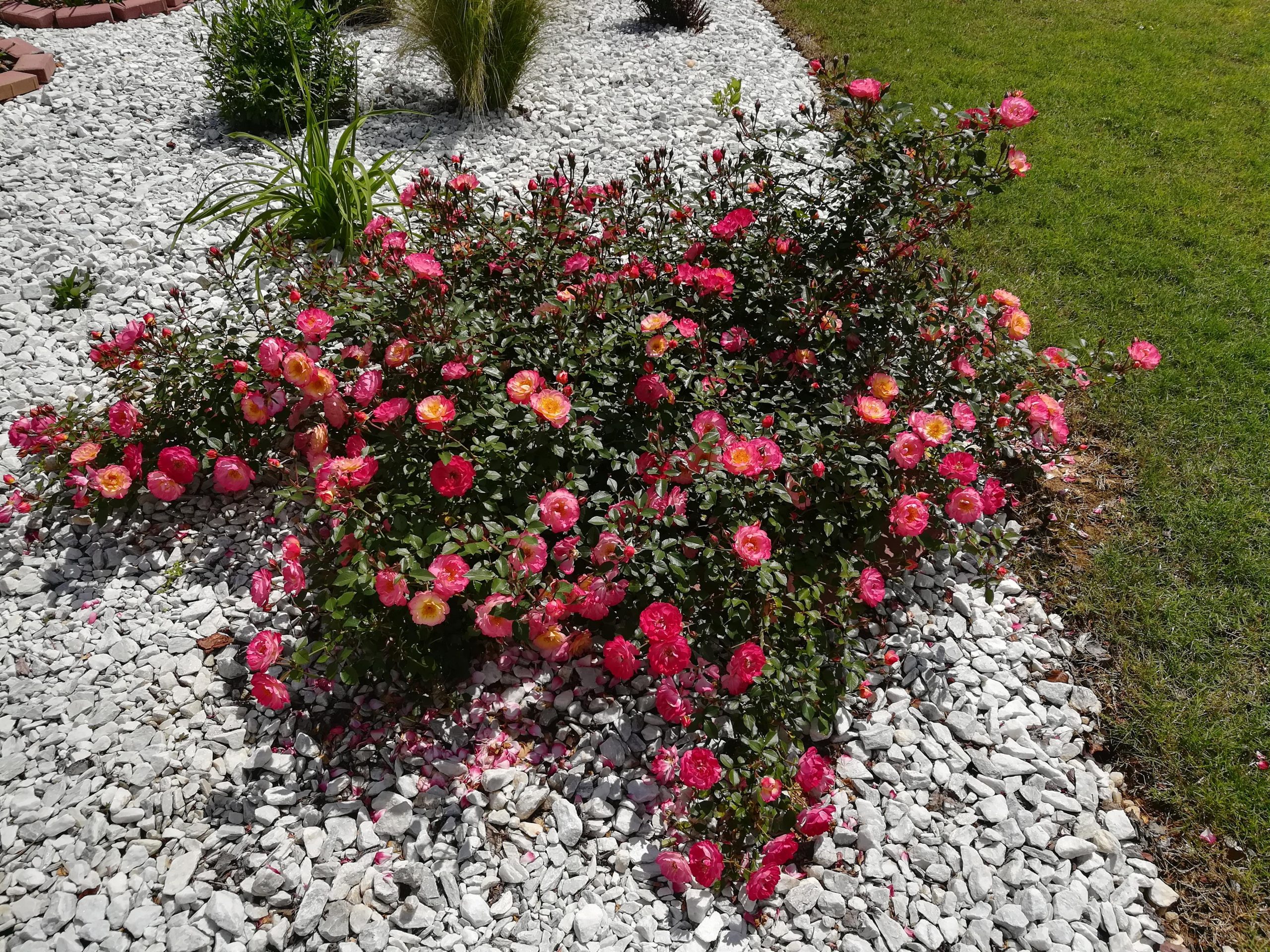 The Beauty and Benefits of Ground Cover Roses: A Guide to Enhancing Your Garden The Beauty and Benefits of Ground Cover Roses: A Guide to Enhancing Your Garden