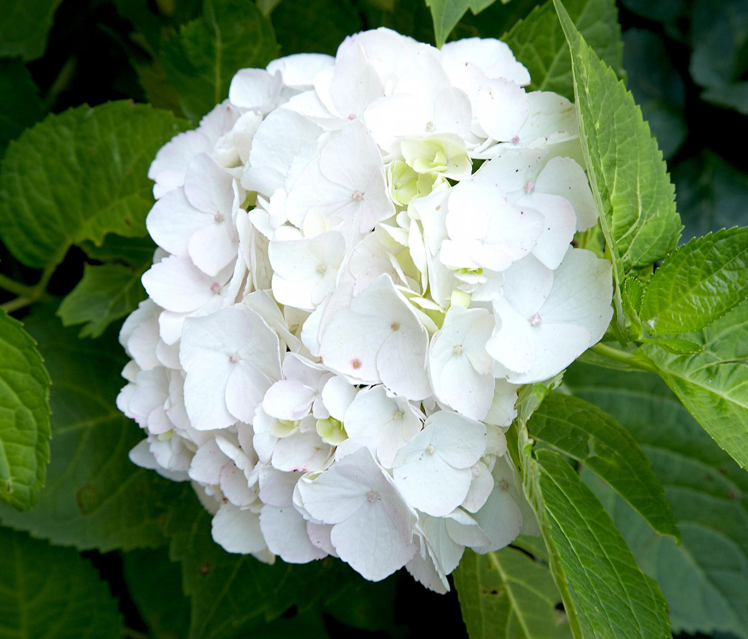 The Beauty and Care Guide for Hydrangeas: Tips to Enhance Blooming and Maintenance The Beauty and Care Guide for Hydrangeas: Tips to Enhance Blooming and Maintenance