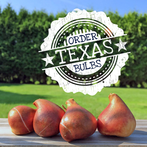 Fall in Love with Stunning Tulip Bulbs: Spectacular Varieties for Sale Fall in Love with Stunning Tulip Bulbs: Spectacular Varieties for Sale