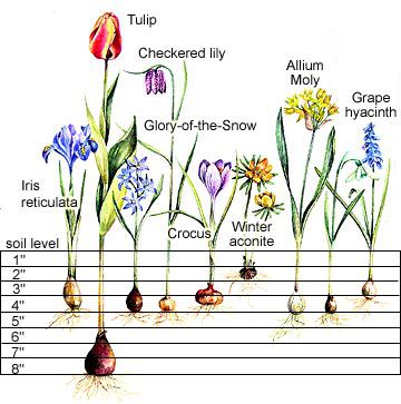 Demystifying the Magic of Flower Bulbs: A Guide to Cultivating a Blooming Paradise Demystifying the Magic of Flower Bulbs: A Guide to Cultivating a Blooming Paradise