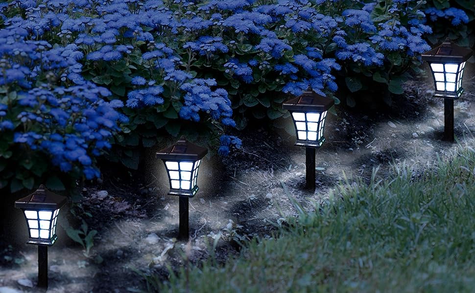 Bringing Beauty to My Garden: Embracing the Radiant Blooms Bringing Beauty to My Garden: Embracing the Radiant Blooms