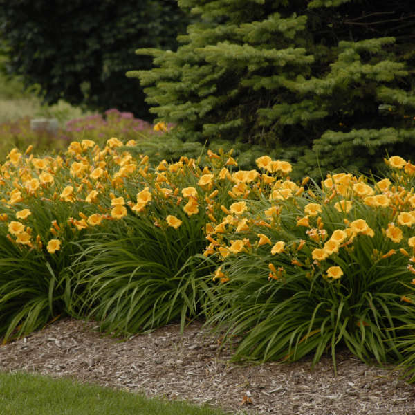 The Beauty that Blooms: Exploring the Wonder of Reblooming Daylilies The Beauty that Blooms: Exploring the Wonder of Reblooming Daylilies