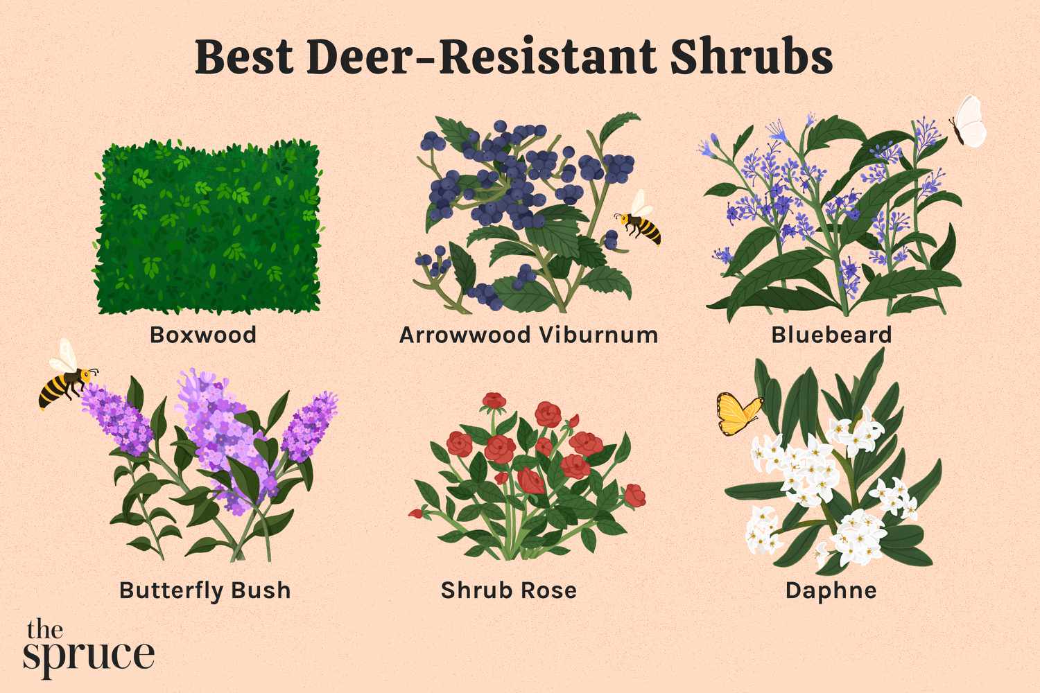 Beautiful Blooms: Top Deer-Resistant Flowers for Your Garden Beautiful Blooms: Top Deer-Resistant Flowers for Your Garden