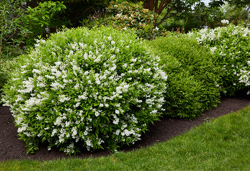 Blooming Beauty: Exploring the Exquisite World of Flowering Bushes Blooming Beauty: Exploring the Exquisite World of Flowering Bushes