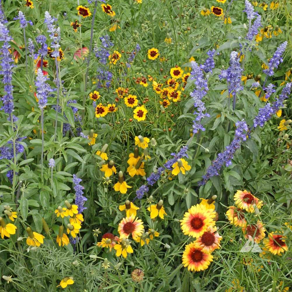 Unveiling the Beauty of Wild Flower Seeds: A Guide to Sustainable Gardening Unveiling the Beauty of Wild Flower Seeds: A Guide to Sustainable Gardening