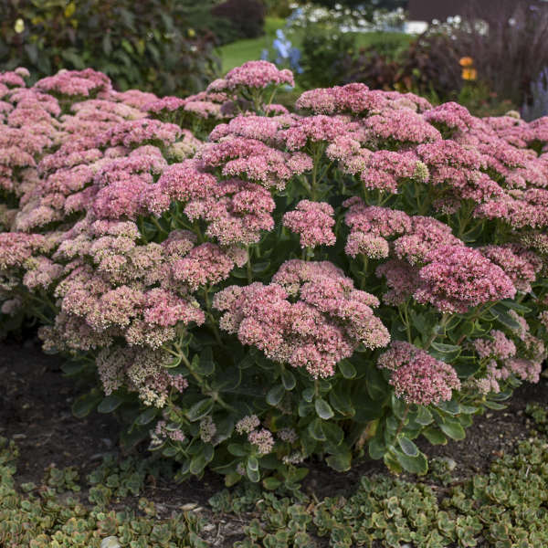Embracing the Beauty of Autumn Joy Sedum: A Guide to Growing and Enjoying this Gorgeous Perennial Embracing the Beauty of Autumn Joy Sedum: A Guide to Growing and Enjoying this Gorgeous Perennial