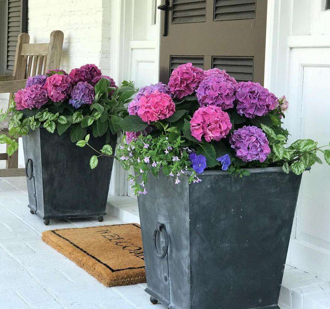 Enhance Your Home’s Entrance with Striking Front Door Plants Enhance Your Home's Entrance with Striking Front Door Plants