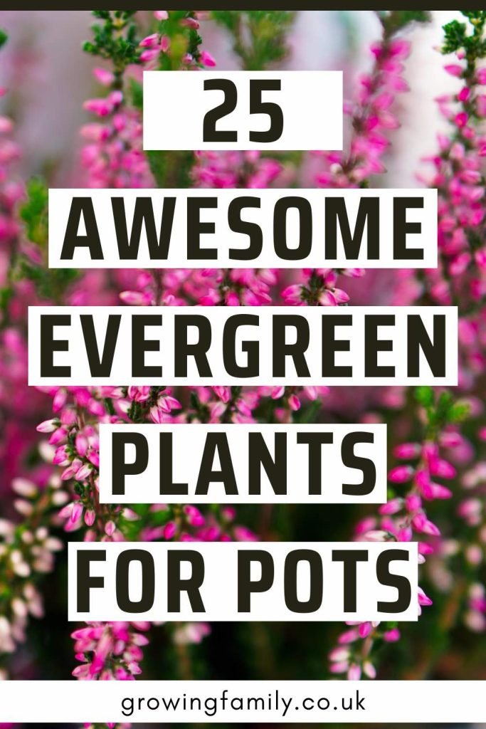 The Beauty of Evergreen Plants in Pots: A Guide to Long-lasting Greenery The Beauty of Evergreen Plants in Pots: A Guide to Long-lasting Greenery
