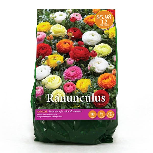 The Beauty of Ranunculus Bulbs: A Guide to Growing and Cultivating these Gorgeous Flowers The Beauty of Ranunculus Bulbs: A Guide to Growing and Cultivating these Gorgeous Flowers