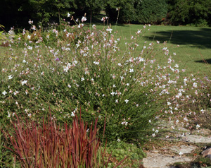 The Splendid Beauty of Gaura Plant: A Guide for Garden Enthusiasts The Splendid Beauty of Gaura Plant: A Guide for Garden Enthusiasts