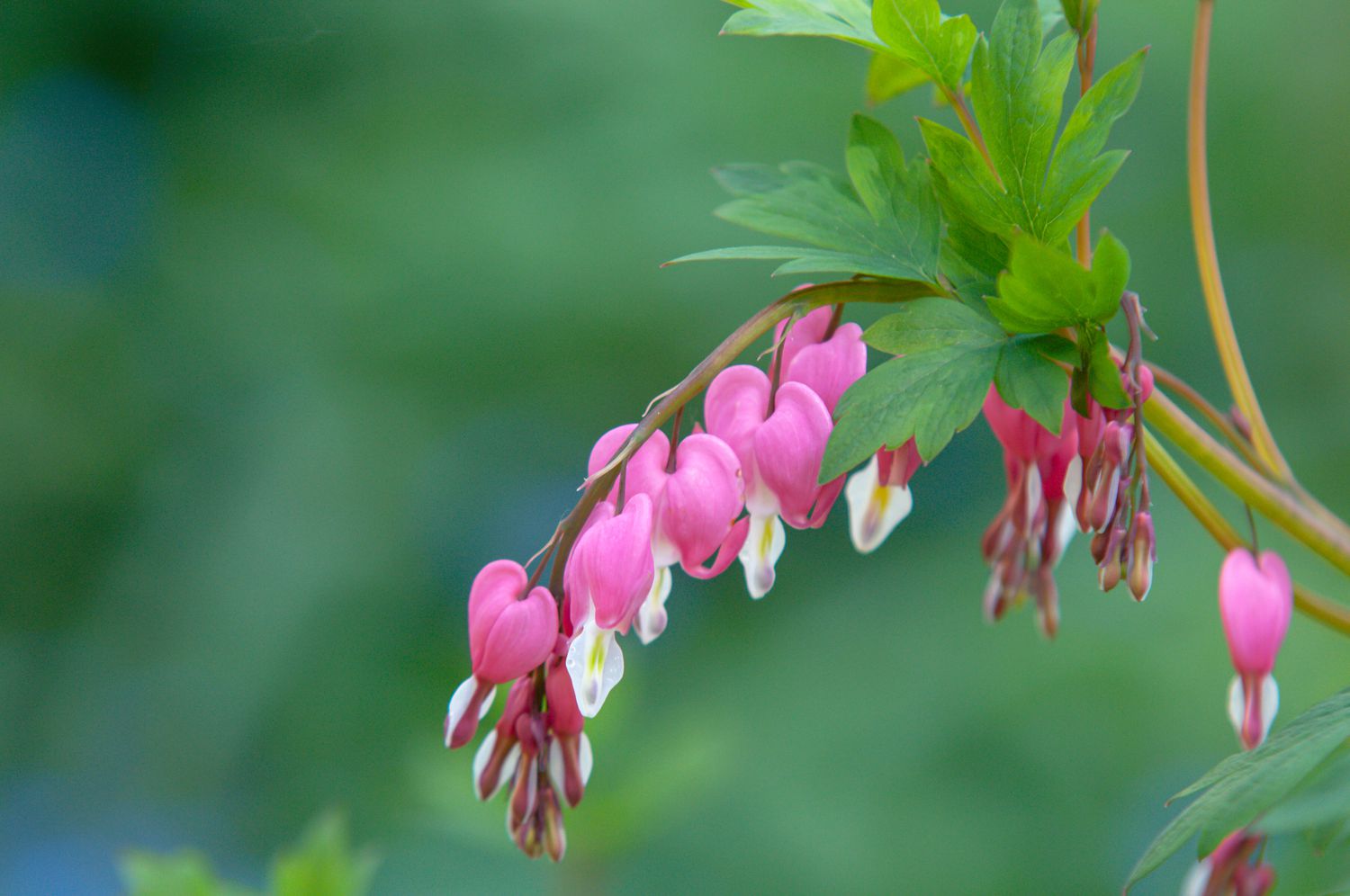 The Enchanting Beauty of Bleeding Heart Plant: A Closer Look at Its Graceful Blooms The Enchanting Beauty of Bleeding Heart Plant: A Closer Look at Its Graceful Blooms