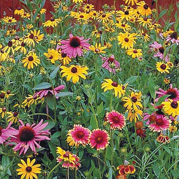 Embrace Nature’s Beauty: A Guide to Native Wildflower Seeds Embrace Nature's Beauty: A Guide to Native Wildflower Seeds