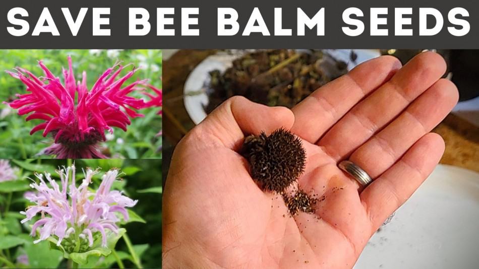The Benefits of Growing Bee Balm from Seeds: A Comprehensive Guide The Benefits of Growing Bee Balm from Seeds: A Comprehensive Guide