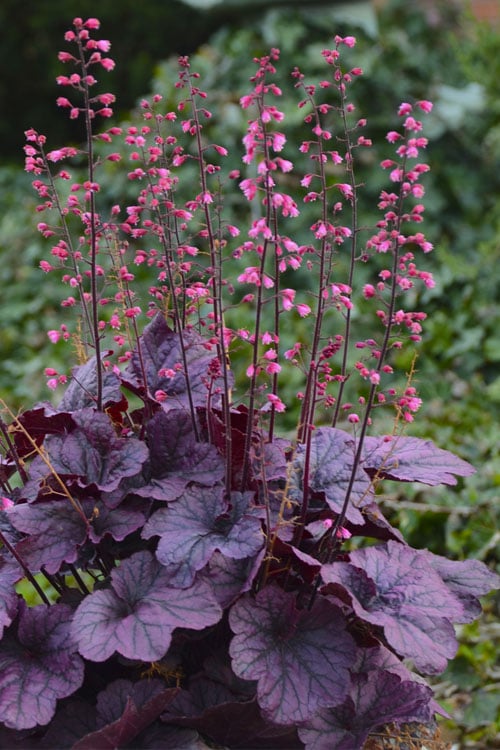 The Alluring Beauty of Coral Bells: A Natural Wonder for Your Garden The Alluring Beauty of Coral Bells: A Natural Wonder for Your Garden